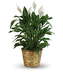 Simply Elegant Spathiphyllum - Large from Mona's Floral Creations, local florist in Tampa, FL